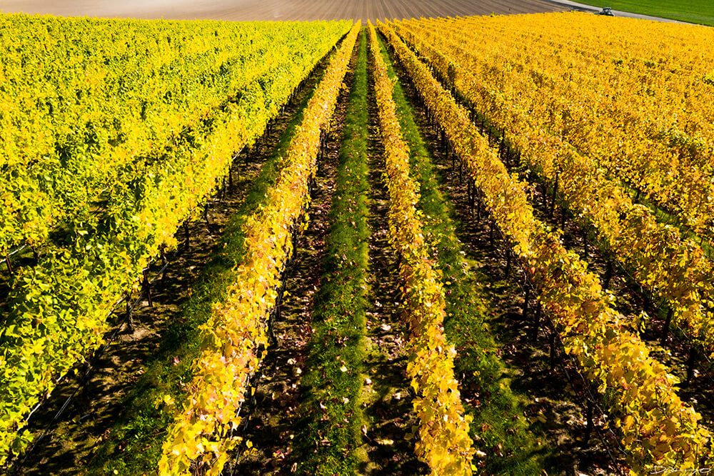 Photos with Communique Wines in McMinville, Oregon, in the Fall of 2020.